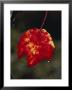 A Close View Of Dew Drops Running Off The Tip Of A Red And Yellow Leaf by Stephen St. John Limited Edition Print