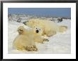 Two Polar Bears Lounging In The Snow by Norbert Rosing Limited Edition Print