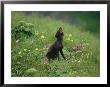 A Vocalizing Arctic Fox In A Field Of Wildflowers by Joel Sartore Limited Edition Pricing Art Print