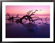 Tree Graveyard On Beach At Dusk, Jekyll Island, Georgia, Usa by Joanne Wells Limited Edition Print