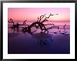 Tree Graveyard On Beach At Dusk, Jekyll Island, Georgia, Usa by Joanne Wells Limited Edition Print