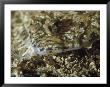 A Close View Of A Well-Camouflaged Flounder by Bill Curtsinger Limited Edition Print