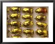 Beetle Specimens In A Lab Of The National Biodiversity Institute by Steve Winter Limited Edition Print