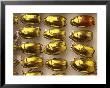 Beetle Specimens In A Lab Of The National Biodiversity Institute by Steve Winter Limited Edition Print