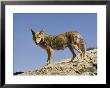 Coyote by Walter Meayers Edwards Limited Edition Print
