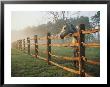 A Horse Watches The Mist Roll In Over The Fields by Richard Nowitz Limited Edition Pricing Art Print