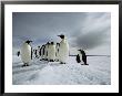 A Group Of Emperor Penguins Strolling In The Snow by Bill Curtsinger Limited Edition Print