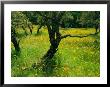 California Poppies Surround Oak Trees Near Auburn by Phil Schermeister Limited Edition Pricing Art Print