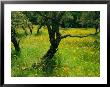 California Poppies Surround Oak Trees Near Auburn by Phil Schermeister Limited Edition Print