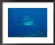 A Whitetip Reef Shark Cruises A Reef by Wolcott Henry Limited Edition Print