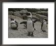 Jackass Penguins by Kenneth Garrett Limited Edition Pricing Art Print