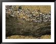 Clam Shells Piled Up Against A Log Where The Tide Deposited Them by Raymond Gehman Limited Edition Print