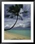 Lone Palm Tree And Its Shadow On A South Pacific Beach by Todd Gipstein Limited Edition Pricing Art Print