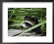 A Raccoon Peers Over The Side Of A Wooden Dock by Nicole Duplaix Limited Edition Print