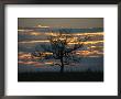 Sunset At Big Meadows With Bare Tree by Raymond Gehman Limited Edition Print
