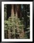 Giant Sequoia Trees by Marc Moritsch Limited Edition Pricing Art Print