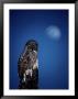 Great Gray Owl (Strix Nebulosa) On A Stump by Michael S. Quinton Limited Edition Print