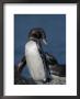 A Pair Of Galapagos Penguins (Spheniscus Mendiculus), This Species Is Endangered by Ralph Lee Hopkins Limited Edition Print