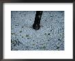 Carefully-Raked Gravel At A Temple In Kyoto by Sam Abell Limited Edition Print