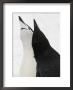A Pair Of Chinstrap Penguins In A Courtship Display by Ralph Lee Hopkins Limited Edition Print