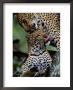 A Mother Leopard (Panthera Pardus) Grooms Her Cub by Chris Johns Limited Edition Print