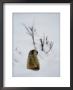 Utah Prairie Dog Pokes Through Heavy Snow by Raymond Gehman Limited Edition Print
