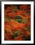 Autumn Foliage Decorates The Park by Raymond Gehman Limited Edition Print