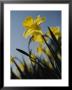 Close-Up Of Blooming Daffodils by Anne Keiser Limited Edition Print