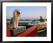 A Poodle Sits On A Metal Toolbox In A Truck Bed by Joel Sartore Limited Edition Print