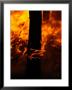 Fire Burns A Ponderosa Pine Forest On The Reservation by Raymond Gehman Limited Edition Print