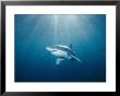 Sun Rays Illuminate The Path Of A Great White Shark by Brian J. Skerry Limited Edition Print