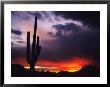 Storm Clouds Pass Over A Saguaro Catus Near Phoenix, Arizona by Bill Hatcher Limited Edition Print