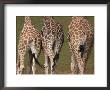 Rothschild's Giraffes (Giraffa Camelopardalis Rothschildi,) Skin, Captive, Native To East Africa by Steve & Ann Toon Limited Edition Pricing Art Print