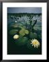 Water Lilies In The Swamp by Farrell Grehan Limited Edition Print