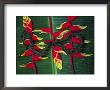 A Snake Rests On The Almost Fluorescent, Tropical-Colored Veins Of A Leaf by Joel Sartore Limited Edition Print