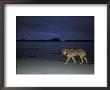 Gray Wolf On Beach At Twilight by Joel Sartore Limited Edition Print