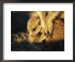 A Baby Meerkat Snuggles Up To Its Caretaker For Warmth And Safety by Mattias Klum Limited Edition Print
