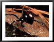 A Black Widow Spider by George Grall Limited Edition Print