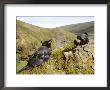 Common Raven, And Camera, Iceland by Philippe Henry Limited Edition Print