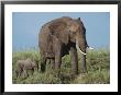 An African Elephant With Her Calf by Norbert Rosing Limited Edition Print