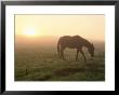 A Horse Grazes In A Field In Umbria by Tino Soriano Limited Edition Print