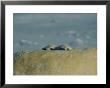 Two Juvenile Polar Bears Peak Over Their Mothers Back by Paul Nicklen Limited Edition Pricing Art Print