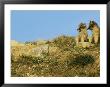 Two Young Arctic Foxes On A Rocky Hillside by Norbert Rosing Limited Edition Print