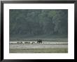 Wild Boar And Her Piglets Running Along A River Bank by Klaus Nigge Limited Edition Pricing Art Print