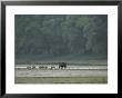 Wild Boar And Her Piglets Running Along A River Bank by Klaus Nigge Limited Edition Pricing Art Print