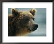 Close View Of The Face Of A Brown Bear by Klaus Nigge Limited Edition Print