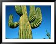 Close View Of A Saguaro Cactus by Raymond Gehman Limited Edition Print