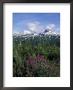 Fireweed In Thompson Pass, Chugach Range, Alaska, Usa by Paul Souders Limited Edition Print