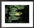 A Delicate Water Lily Flower Floating Near Lily Pads by Michael S. Lewis Limited Edition Print