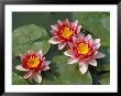 Pink Water Lilies by R H Productions Limited Edition Print